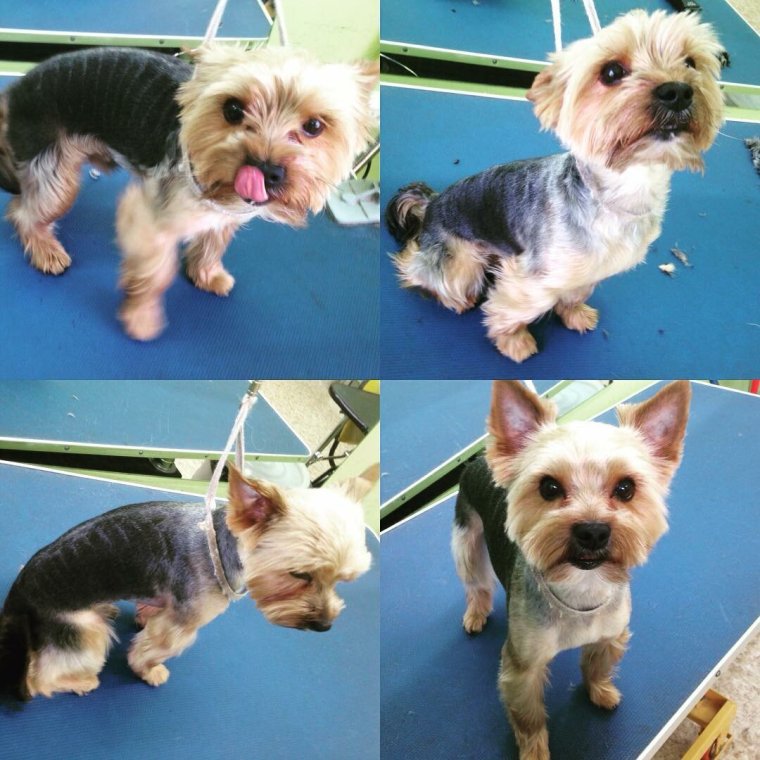 Прикольная стрижка Йорка