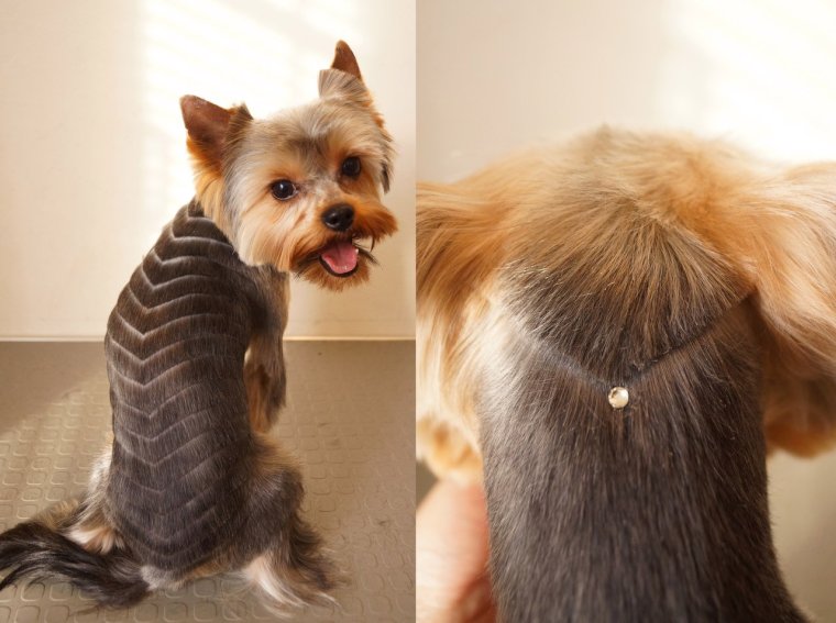 Стрижка Йорка с висячими ушами