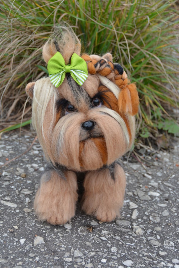 Беленький Йоркширский терьер