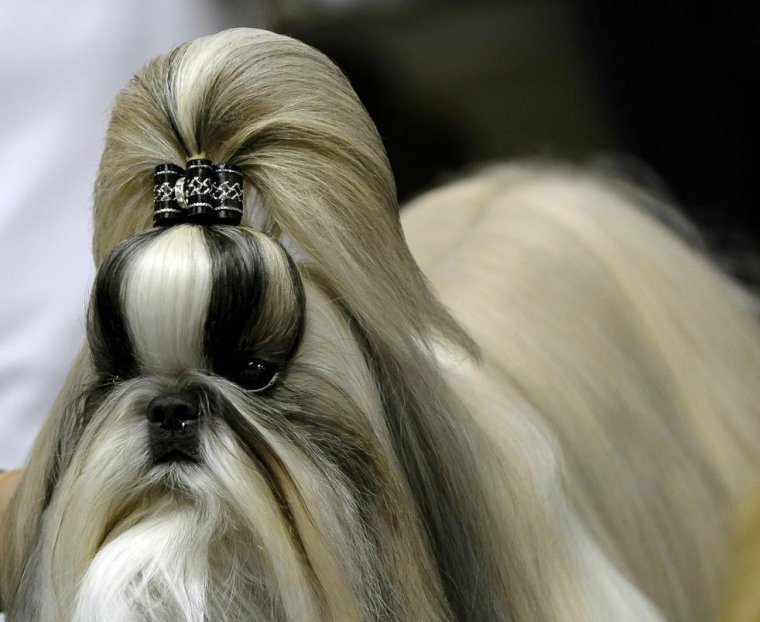 Необычные стрижки собак