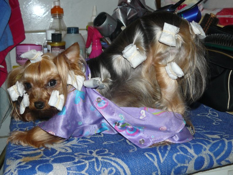 Зоосалон рекс