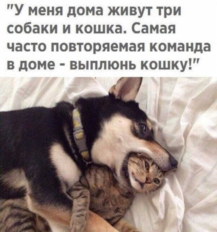 Смешные фразы про животных