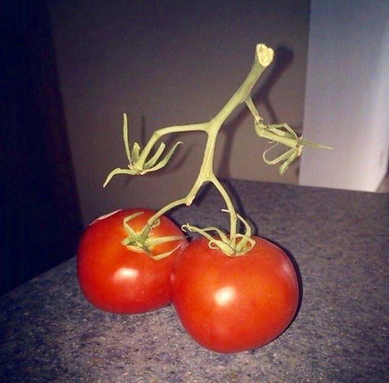 Помидоры смешно
