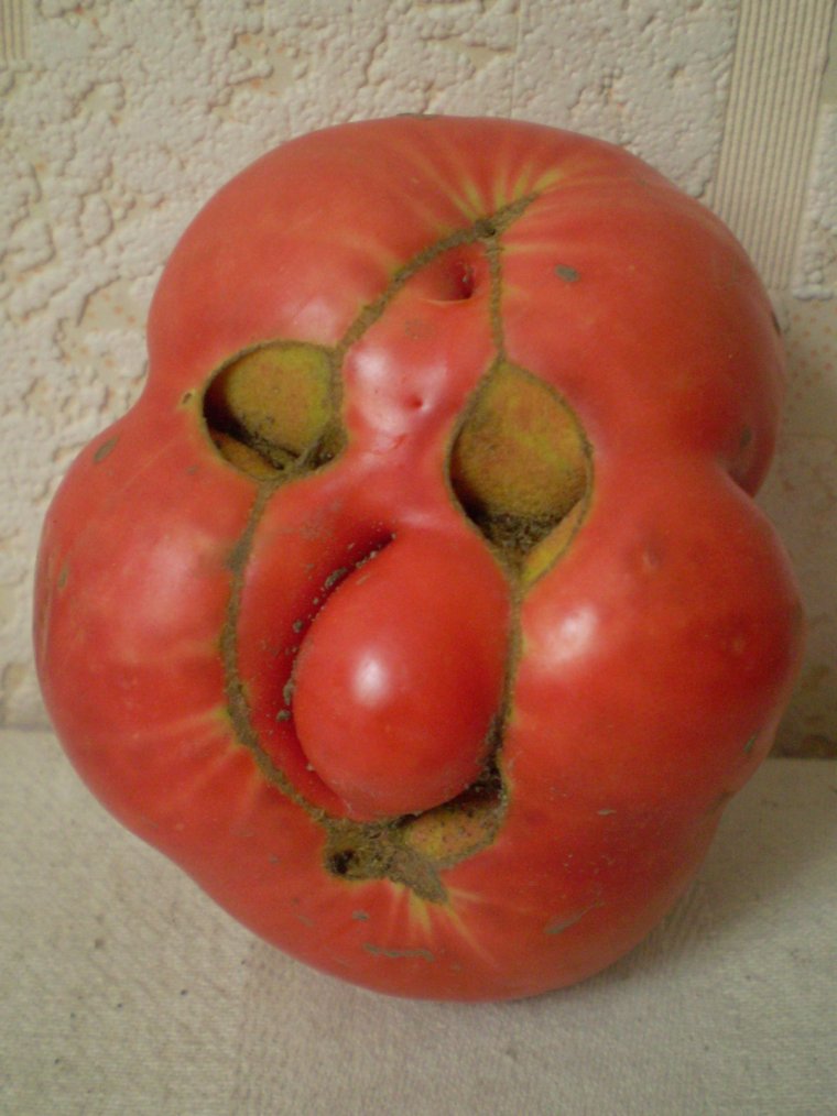 Дон помидор