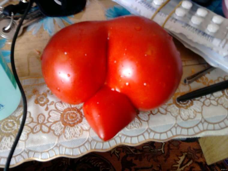 Помидор член