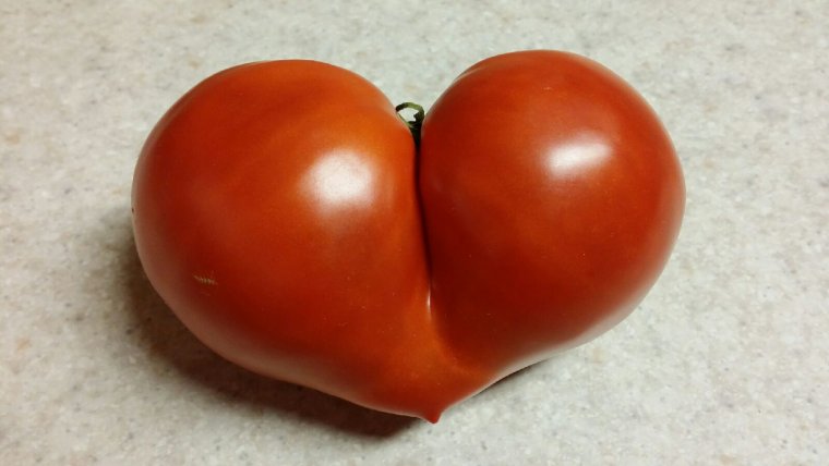 Живой помидор