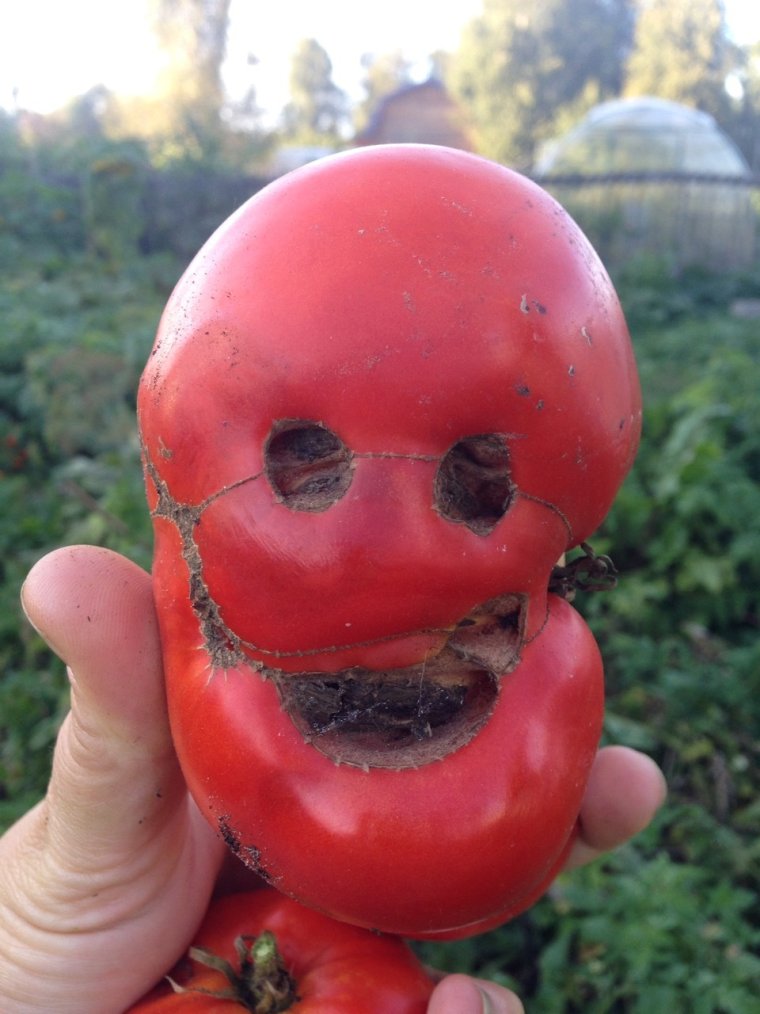 Помидорка лягушка помидорка
