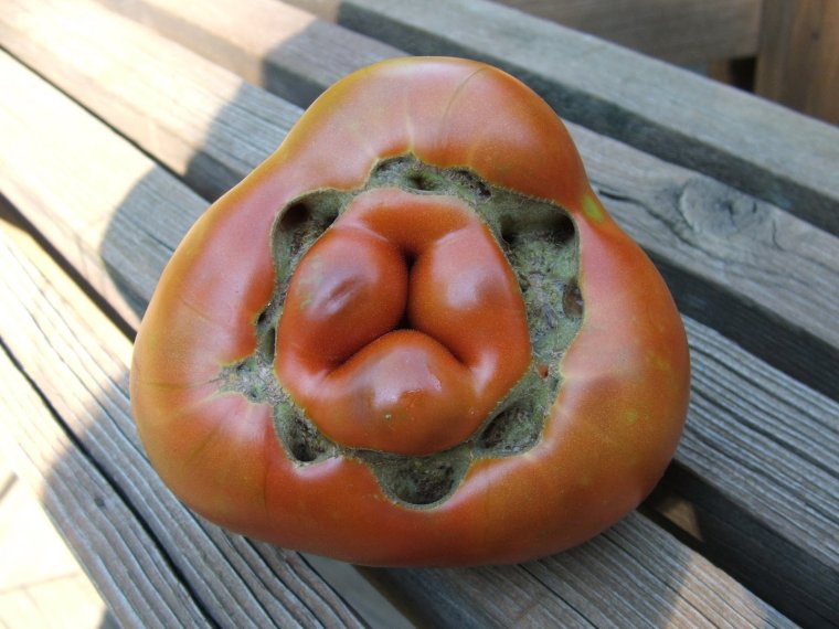 Уродливые помидоры фасциация томатов