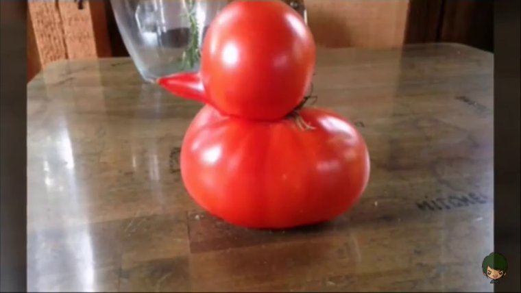 Странный помидор