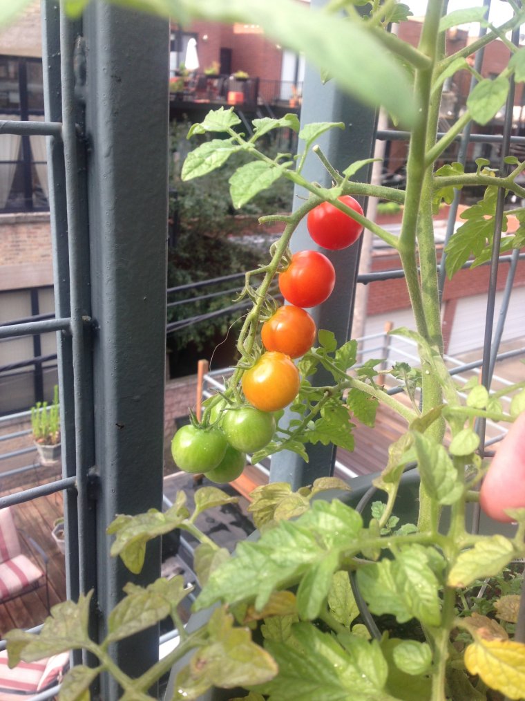 Смешной помидор урожай