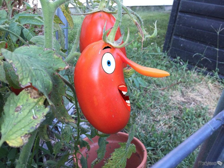 Смешной томат