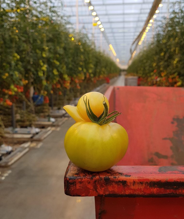 Помидоры смешные картинки