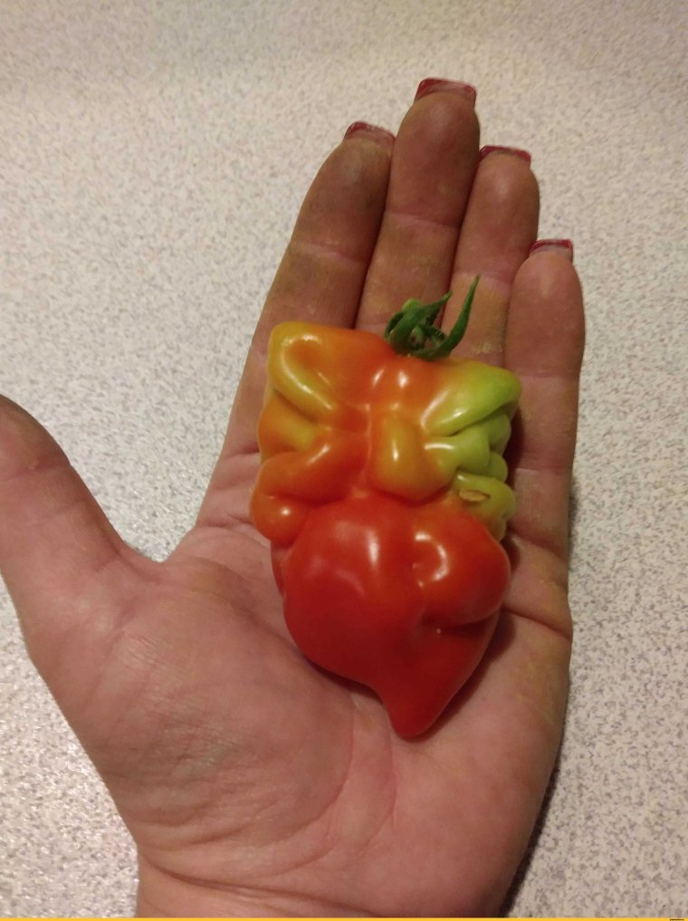 Фото с помидорами прикольные