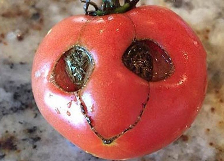 Необычные помидоры