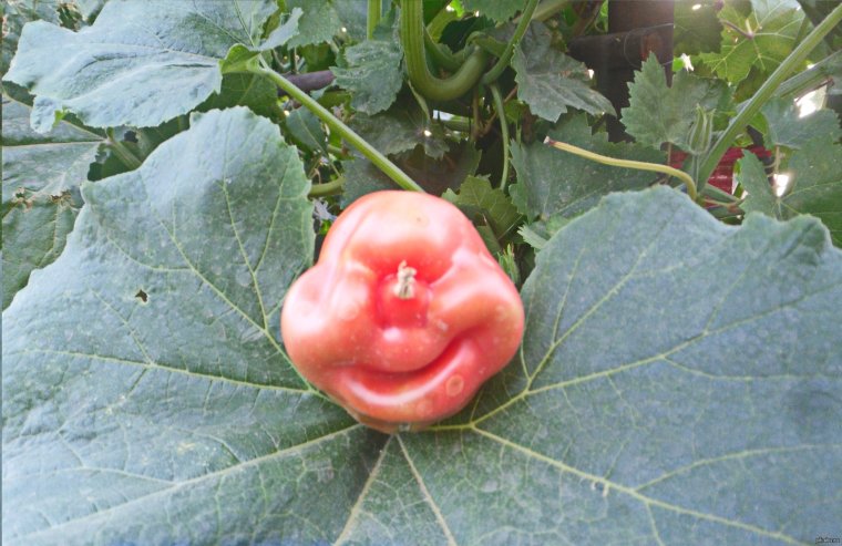 Помидор вот