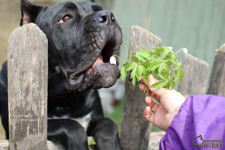 Кане Корсо веселый