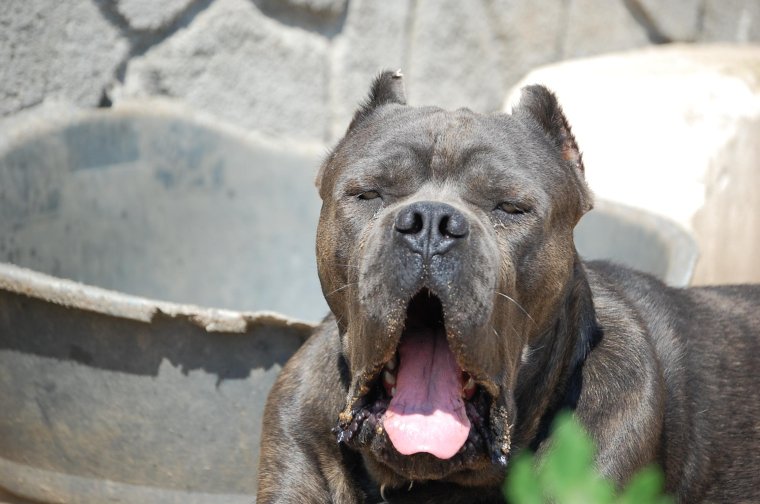 Забавный Кане Корсо