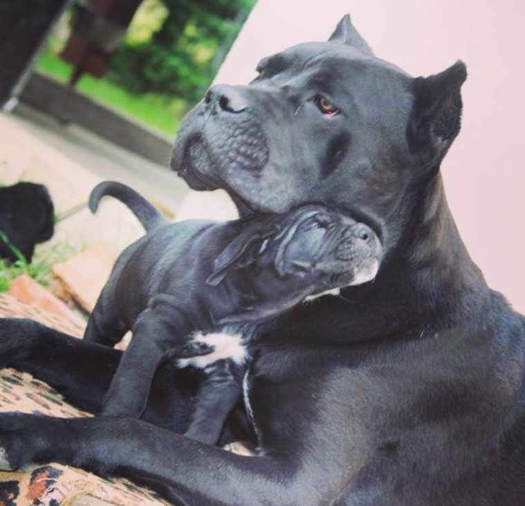 Кане Корсо щенок с детьми