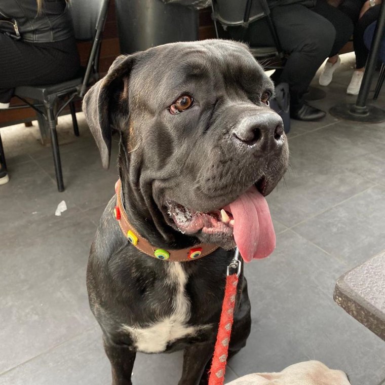 Кане Корсо Шерлок