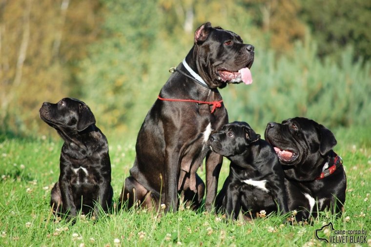 Кане Корсо милые