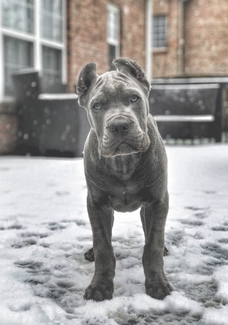 Гигантский Кане-Корсо