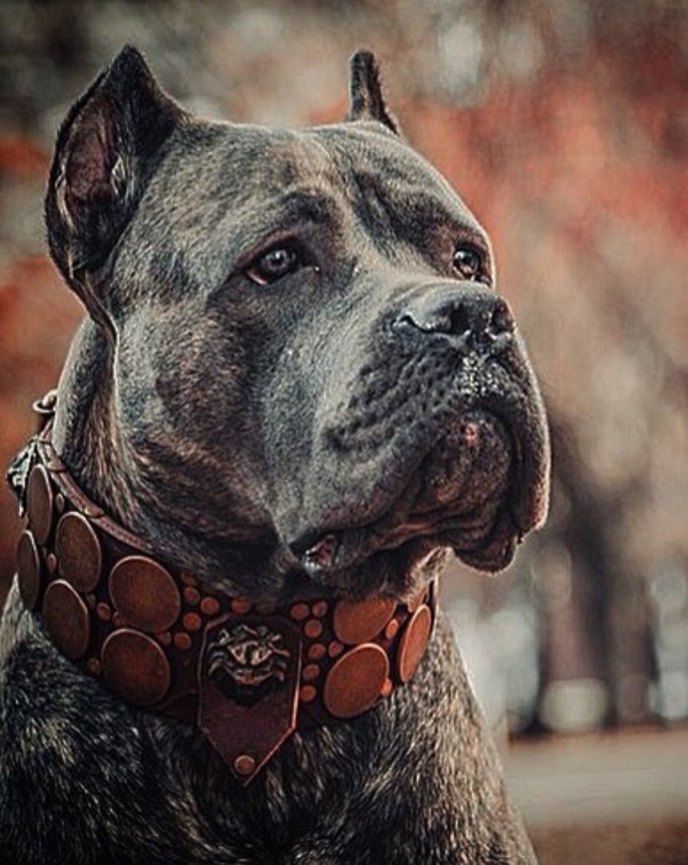 Кане Корсо няньки для детей