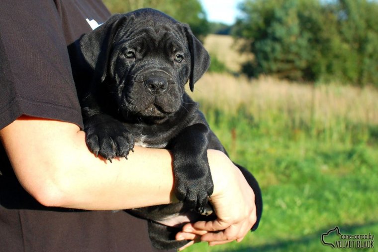 Кане Корсо веселый