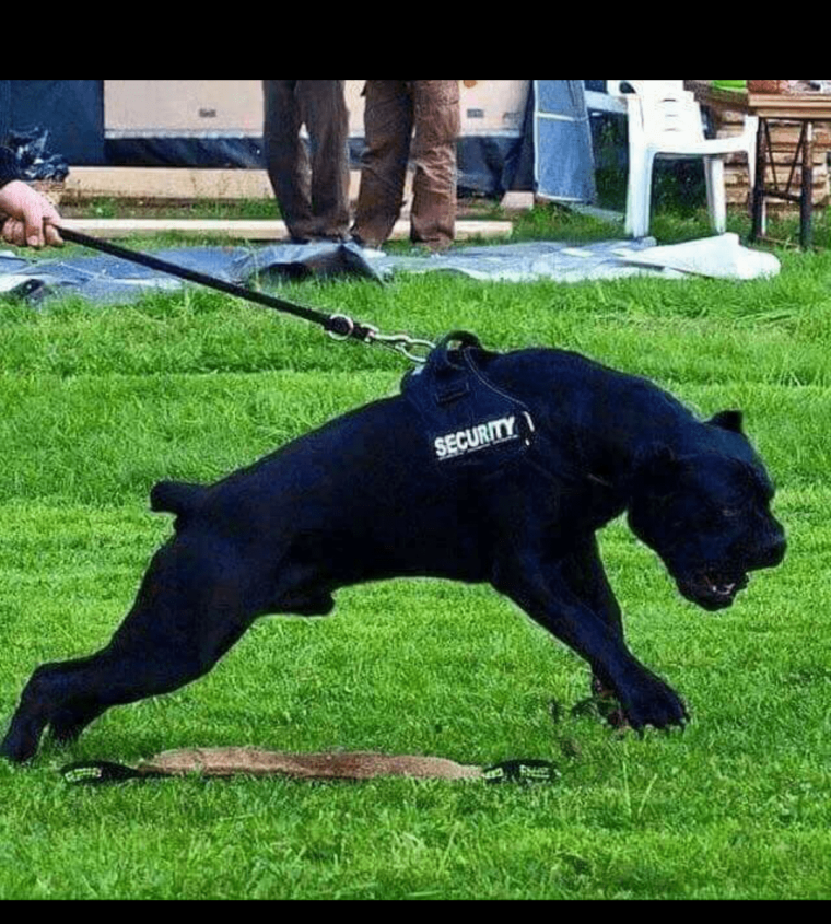 Кане Корсо с человеком