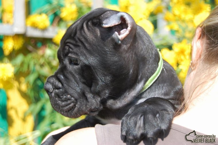 Кане Корсо прикольные