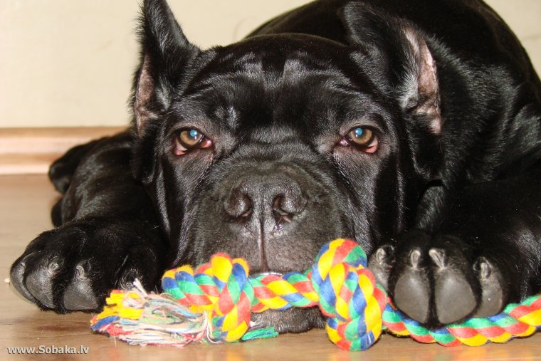 Кане Корсо смешные щенки