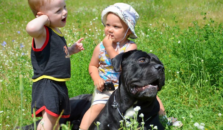 Метис Кане Корсо и МОПСА