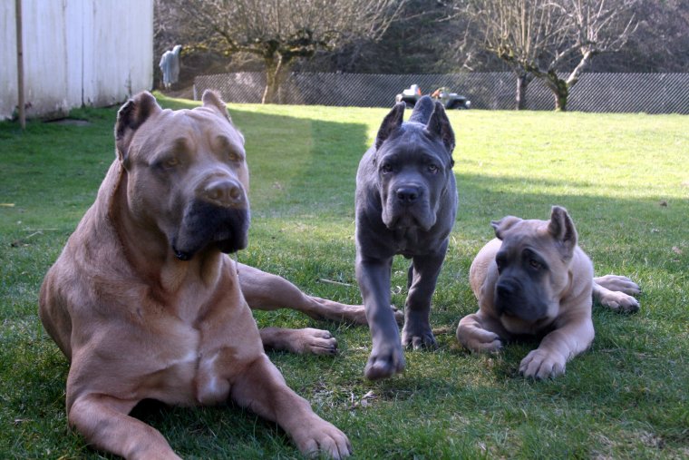 Стая Кане Корсо