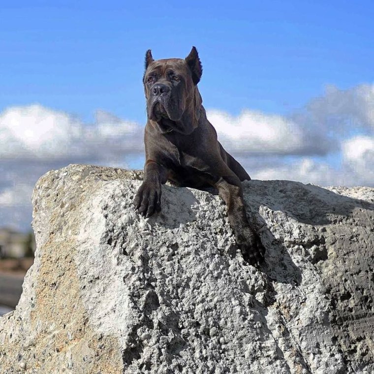 Кане Корсо смешные