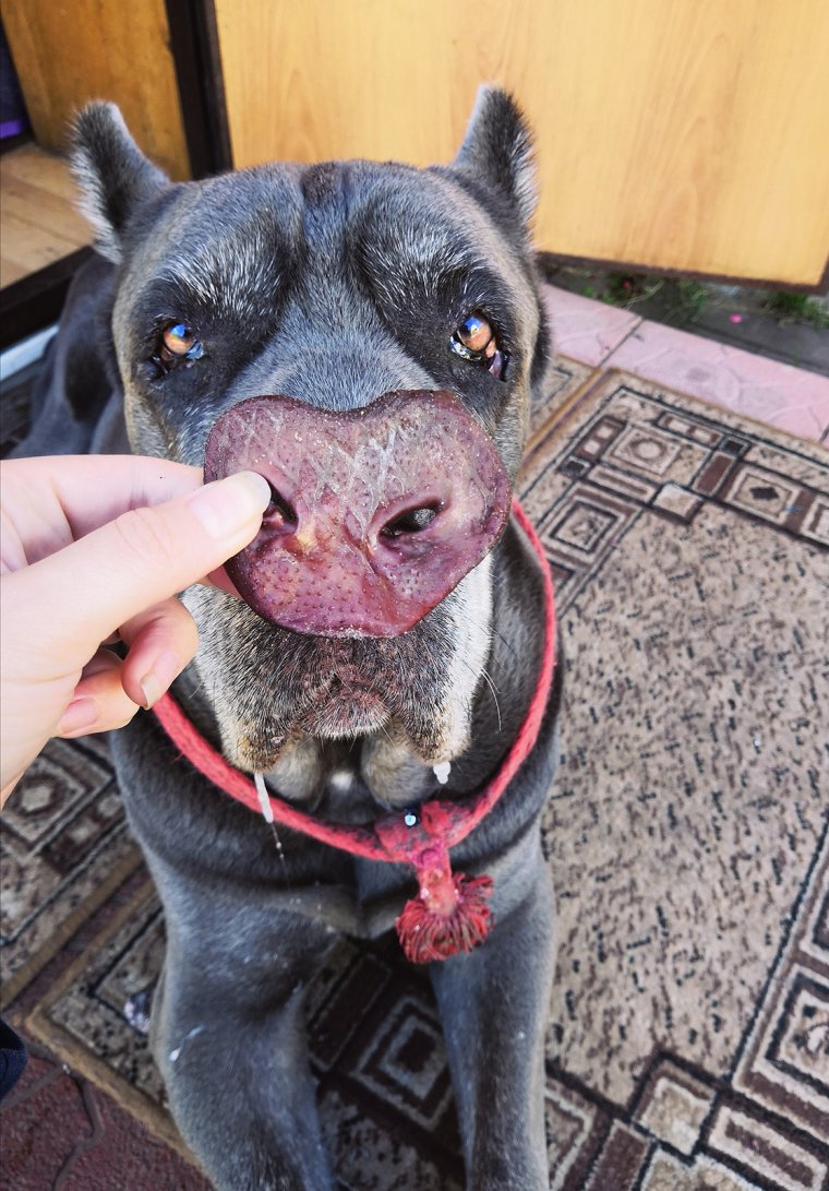 Кане Корсо приколы