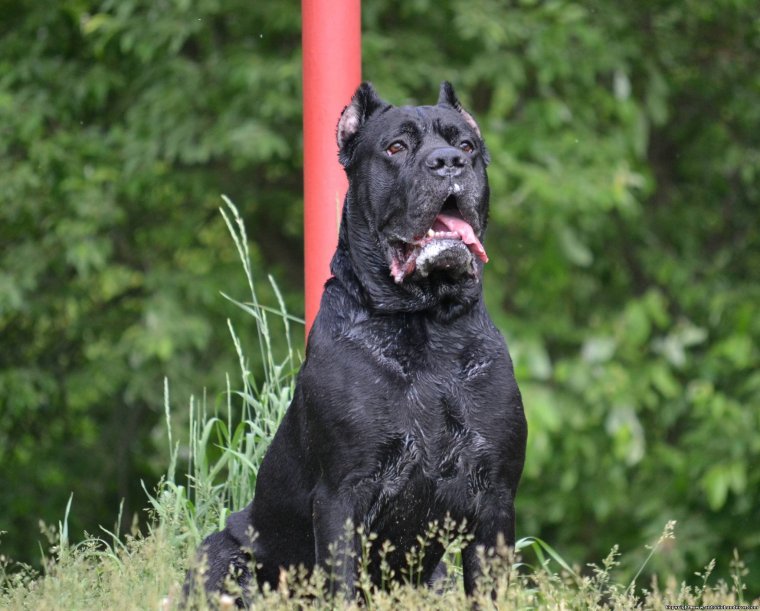 Кане Корсо дьявол