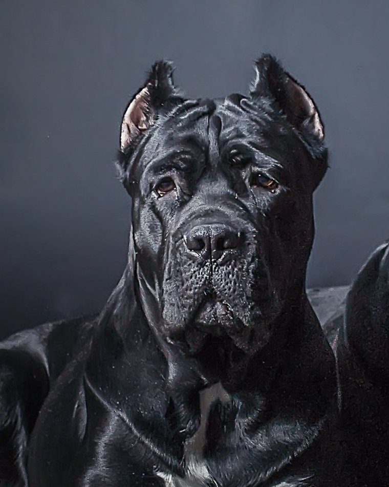 К4оне корсе не купированный