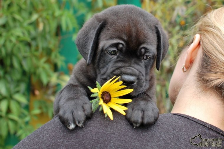 Кане Корсо веселый