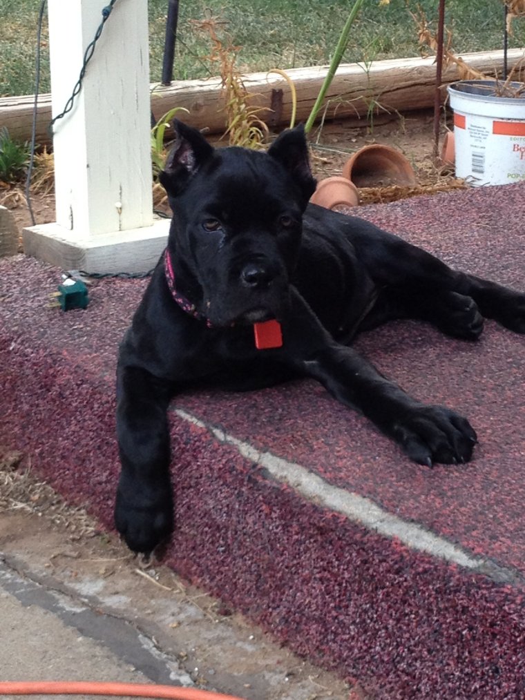 Забавный Кане Корсо