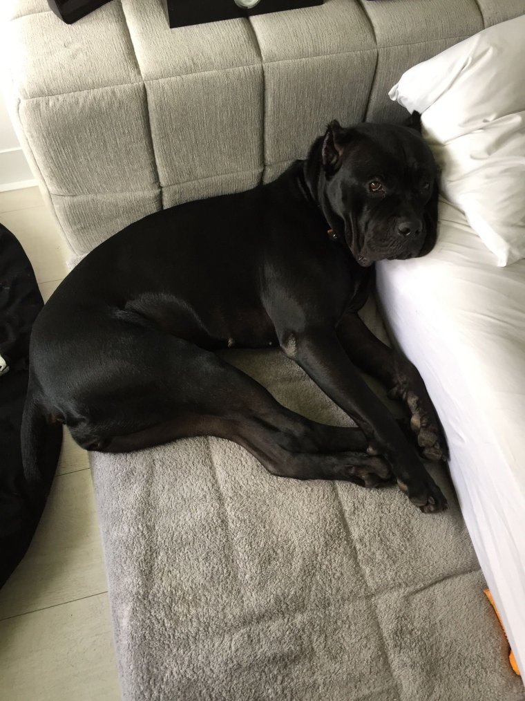 Кане Корсо приколы