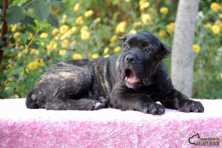 Кане Корсо мама