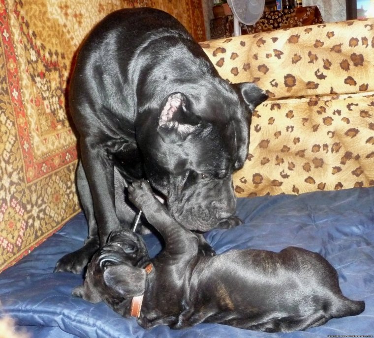 Кане Корсо тигровый