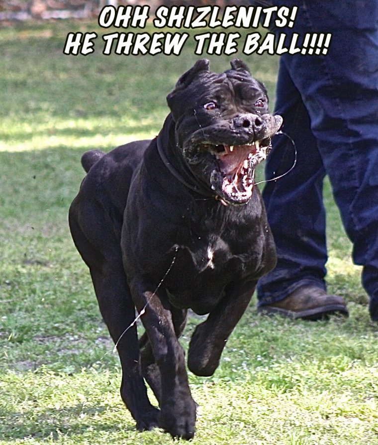 Кане Корсо веселый