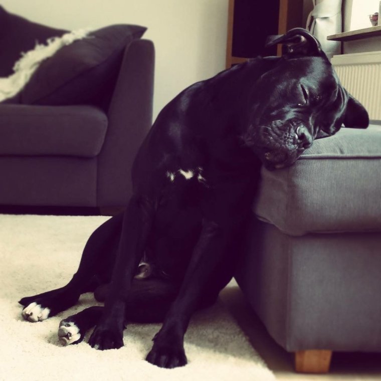 Кане Корсо полосатый