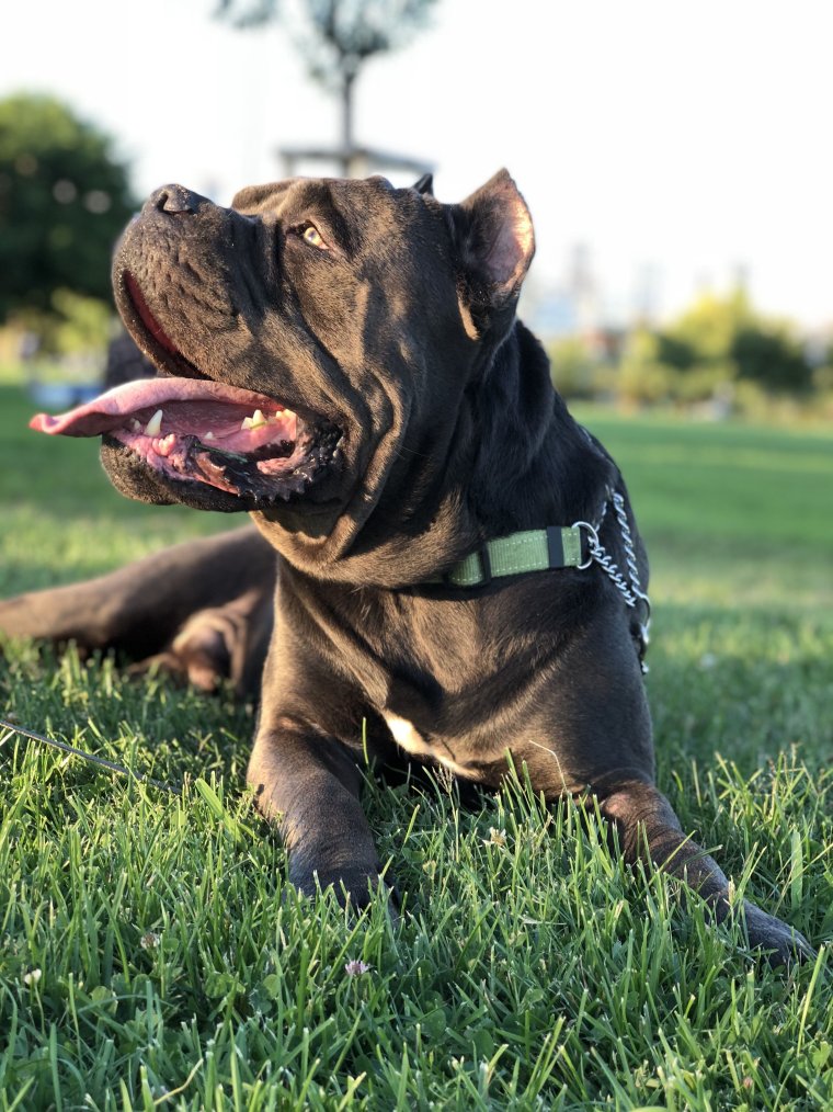 Кане Корсо итальяно