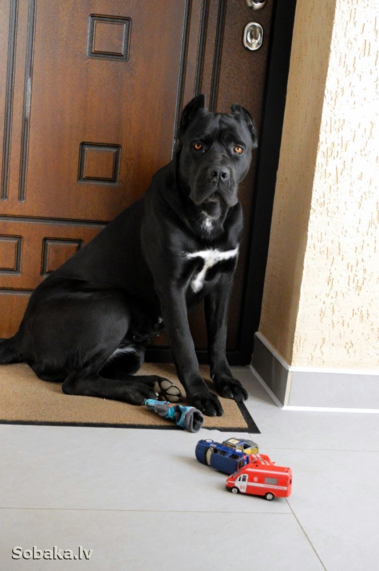 Потерялся Кане Корсо