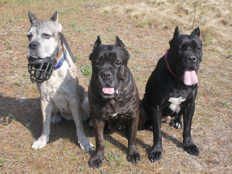 Порода собак пресса Наварро