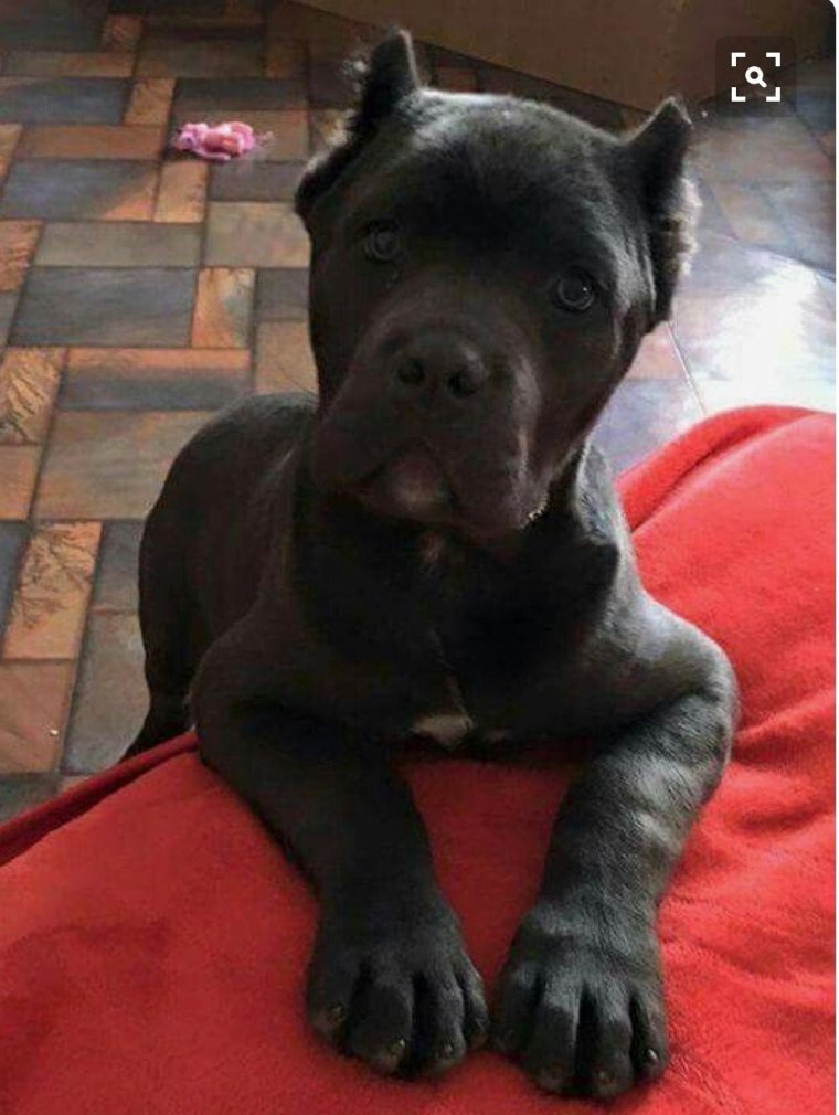 2 Кане Корсо