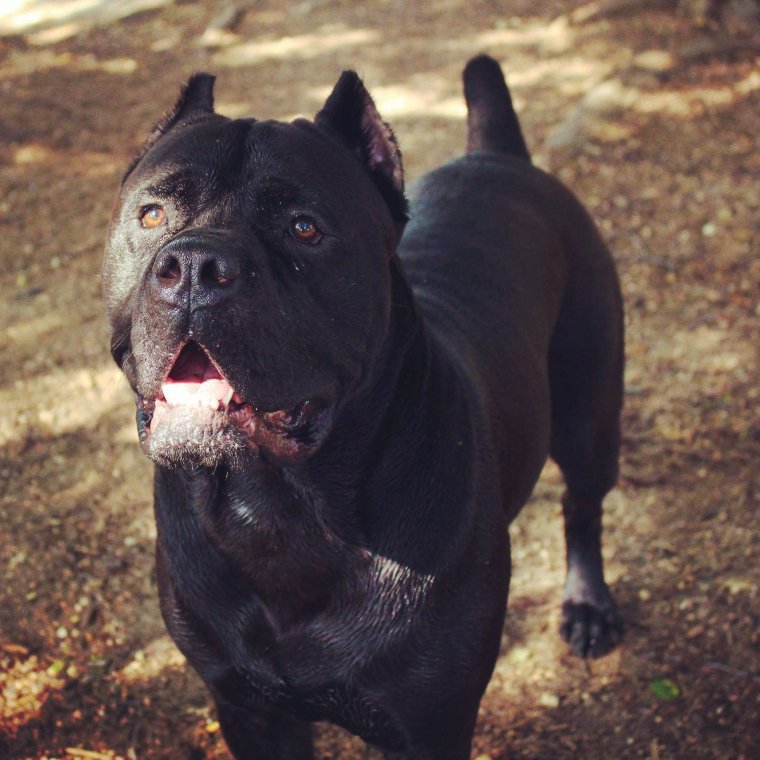 Кане Корсо Маркус