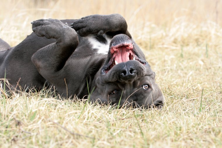 Кане Корсо прикольные