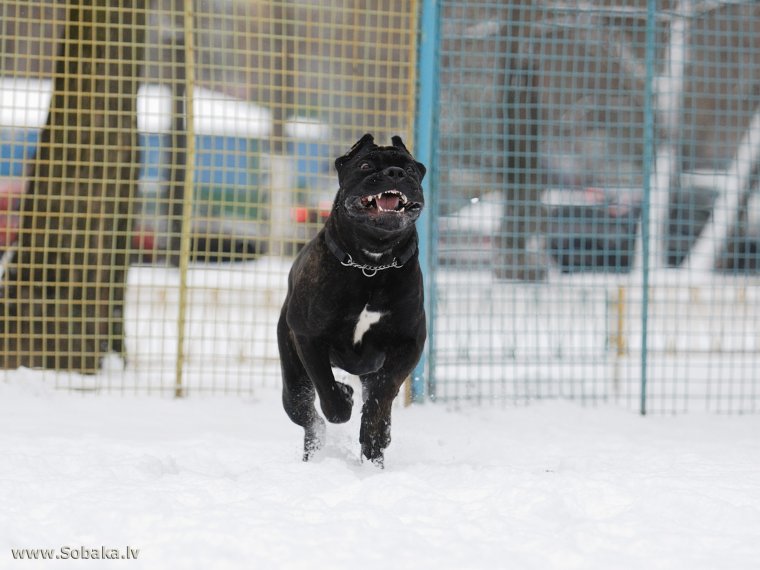 Кане Корсо ЗКС